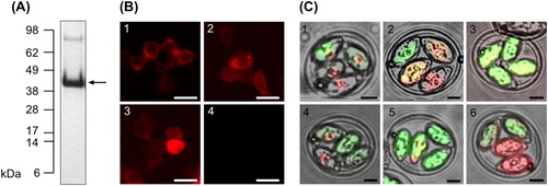 Figure 1. Expression of rDg-CatD-1 and rDg-CatD-1::mCherry. (A) SDS-PAGE analysis of purified refolded rDg-CatD-1 with Coomassie staining. Arrow indicates purified rDg-CatD-1 at 42 kDa. (B) Validation of Dg-CatD-1::mCherry DNA vaccine constructs in HEK 293 cells transfected with Construct 1 (panel 1), Construct 2 (panel 2) and Construct 3 (panel 3). Negative control cells (panel 4) were transfected with empty pVAX1. In each panel localization of mCherry reporter (red) is shown. Scale bar is 50 µm. (C) Expression of Dg-CatD-1::mCherry in transgenic E. tenella oocysts. Panels 1–6 represent E. tenella Populations 1–6, respectively. In each panel localization of mCherry (red) and mCitrine (green) reporters is shown. Scale bar is 10 µm.