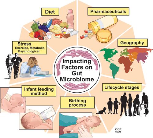 Figure 2 Key factors influencing the composition and diversity of the gut microbiome. Many factors can influence the gut microbiota composition and diversity beginning with the birthing process and first feeding methods. Other factors such as diet, psychological and physiological stress, pharmaceutical exposure, geographic residence and traveling and exposures, are among several factors which influence the microbiome throughout the lifecycle. Reprinted with permission, Cleveland Clinic Center for Medical Art & Photography ©2015. All Rights Reserved.Citation163