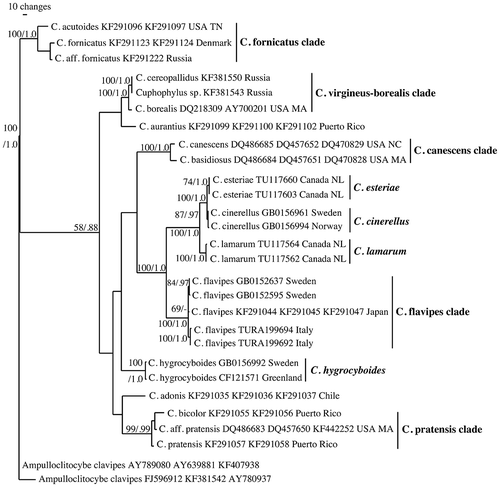 Figure 1. A phylogram from the multigene MP analysis of combined 5.8S, 28S, and rpb2 sequence data of Cuphophyllus, showing the phylogenetic position of the arctic-alpine species treated in this study. Bootstrap values and Bayesian posterior probabilities are indicated on branches. Clades discussed in the text are indicated with bars and species epithets.