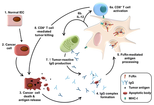 Figure 1. FcRn-mediated antitumor immunosurveillance relies on the cross-priming of CD8+ T cells in the presence of DC-derived IL-12. Normal intestinal epithelial cells (IEC) undergo neoplastic transformation in response to a variety of cues (1,2). The death of neoplastic cells results in the release of tumor-associated antigens (TAAs), either alone (during necrosis) or as part of apoptotic bodies (during apoptosis) (3). Cross-reactive natural IgGs form immune complexes (ICs) with TAAs or tumor-derived apoptotic bodies (4). These ICs are taken up by tumor-infiltrating dendritic cells (DCs), bind to the neonatal Fc receptor for IgG (FcRn) and are routed to an antigen-processing pathway that culminates in the presentation of tumor-derived epitopes onto MHC class I molecules at the cell surface (5). The interaction of naïve CD8+ T cells with the TAA/MHCI molecules results in the activation of tumor-targeting cytotoxic T cells (6a). The cross-linking of FcRn by ICs also leads to the secretion of interleukin-12 (IL-12) by DCs, which promotes the complete activation of CD8+ T cells (6b). IL-12 also stimulates local plasma cells to secrete additional tumor-reactive IgGs (7). The killing of cancer cells by cytotoxic CD8+ T lymphocytes increases the release of TAAs, thereby creating a positive feedback loop enabling potent FcRn-mediated antitumor immunity (8).
