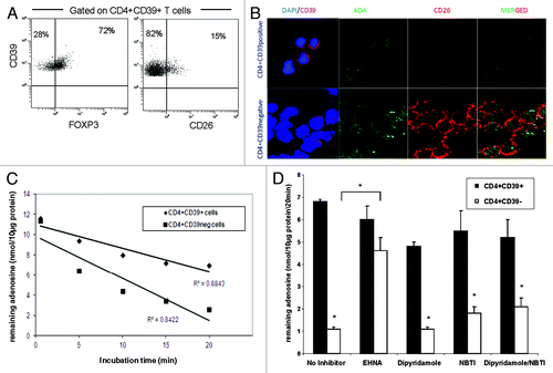 Figure 1.ADA expression and function in CD4+CD39+ Treg vs. CD4+CD39neg Teff. (A) PBMC obtained from NC were stained with relevant antibodies and analyzed by flow cytometry. The % expression of FOXP3 and CD26 on CD4+CD39+ T cells is shown. Representative dot plots were selected from 15 independent experiments performed. (B) Single cell-sorted CD4+CD39+ and CD4+CD39neg cells were stained for CD39, ADA, CD26 and DAPI. Expression and co-expression of these markers were analyzed by confocal microscopy (mag x 400). Results of one out of five representative experiments are shown. (C) Single cell-sorted CD4+CD39+ and CD4+CD39neg cells were plated in 96-well plates (25,000 cells/well) in serum-free medium with 10 µM of exogenous adenosine and were incubated for different time periods. Levels of adenosine remaining in the cell supernatant (i.e., un-metabolized adenosine) were determined by mass spectrometry. Data are from an experiment representative of three performed with cells of different donors. (D) Single cell-sorted CD4+CD39+ and CD4+CD39neg cells were plated in 96-well plates (25,000 cells/well) with 10 µM of exogenous adenosine in the presence or absence of different inhibitors. Adenosine levels remaining in the cell supernatants were determined 20 min later by mass spectrometry. Data (means ± SD) are from three indepent experiments. Asterisks indicate p < 0.05 for differences between CD4+CD39+ and CD4+CD39neg cells.