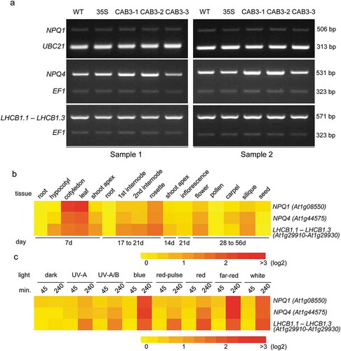 Figure 6. Expression of NPQ-related genes in BVR lines. (a) RT-PCR analysis. Rosette leaves from 30-d-old plants of No-0 wild-type (WT), 35S::pBVR3, CAB3::pBVR1 [CAB3-1], CAB3::pBVR2 [CAB3-2], and CAB3::pBVR3 [CAB3-3] were used for RT-PCR analysis. As internal controls, a part of the UBC21 (At5g25760) or EF1 (At5g60390) was amplified in the same PCR reaction with NPQ1, NPQ4, or LHCB1.1-LHCB1.3 (to conserved region of LHCB1.1, LHCB1.2, and LHCB1.3) primers to demonstrate relative quantity and quality of the cDNA template. RT-PCR was repeated using two independent biological samples. (b,c) Heat map showing the expression of NPQ1, NPQ4, or LHCB1.1-LHCB1.3 in different Arabidopsis tissues (b) or different light conditions (c). For heat map, mean-normalized values from AtGenExpress expression library (www.weigelworld.org) and BAR Heatmapper Plus (bar.utoronto.ca) were used.