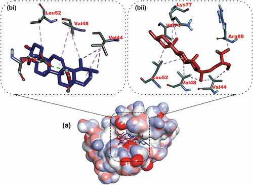 Figure 6. Details of binding mode (a) solvent-accessible surface view (b) interaction view of ligands in BH3 binding pocket of Bcl-A1. Stick representations of the Ligands are shown by colors (bi) blue: ursolic acid (bii) red: β – Sitosterol.