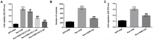 Figure 2 Ras-ERK1/2 activation-induced H2BK12ac participates in regulating cell proliferation and migration. The expression plasmids of pEGFP-N1, pEGFP-H2B, pEGFP-K-RasG12V/T35S and pEGFP-H2BK12Q were constructed (H2BK12Q was constructed to mimic the acetylation state of H2BK12ac, the plasmids were indicated as GFP, H2B, Ras and H2BK12Q, respectively). MG-63 cells were transfected with H2B, or 0.5, 1, and 2 µg of H2BK12Q and 0.6 µg Ras plasmids. (A) Cell viability, (B) colony formation, and (C) cell migration were assessed by MTT, soft-agar colony formation and Transwell migration assays. ***P < 0.001: Ras+H2B vs GFP+H2B; ##P < 0.01, ###P < 0.001: Ras+H2BK12Q vs Ras+H2B.Abbreviations: H2BK12ac, histone H2B acetylated on lysine 12; ERK, extracellular signal-regulated kinase; MTT, 3-(4, 5-dimethyl-2-thiazolyl)-2, 5-diphenyl-2-H-tetrazolium bromide.