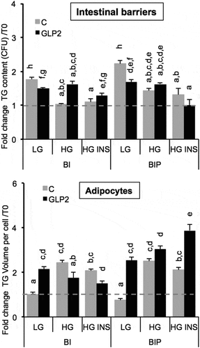 Figure 6. Lipid content in intestinal barriers pre-treated or not with GLP2 and in 3T3L1-MBX adipocytes. Intestinal barriers Caco-2/HT29-MTX without (BI) or with priming (BIP) were pre-treated with GLP2, 125 ng/mL during 2 h then co-cultured with 3T3L1-MBX adipocytes during 24 h in either low (LG) or high glucose (HG) containing insulin (INS 0.01 mU/mL). Contents of triglycerides (TG) were monitored using AdipoRed labeling and normalization to time of starting co-cultures (T0). Data are presented as mean values ± SEM (8 replicates) with Anova variance (letters).