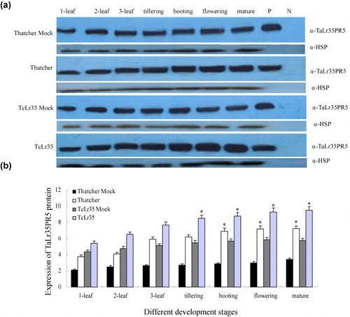Figure 8. Expression profiles of TaLr35PR5 proteins in wheat leaves at different growth stages A: Western blot was probed with the TaLr35PR5 antibody. Lanes 1–9: Protein samples isolated from normal wheat leaves at seedling stage (1-leaf, 2-leaf, and 3-leaf stage), tillering stage, booting stage, flowering stage, mature stage, positive control, and negative control. The purified TaLr35PR5 protein was used as a positive control. Plasmid pEASY was used as a negative control. Heat shock protein (HSP) was taken as the loading control. B: Plot of average and standard deviation among three repeats of WB analysis. The y-axis indicates the amount of TaLr35PR5 protein level normalized to the HSP and express relative to that of noninoculated control, and the x-axis indicates different development stages. **p < 0.01, *p < 0.05, n = 3.