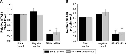 Figure 7 Effect of SPHK1 knockdown by siRNA in terms of STAT3 expression in SH-SY5Y cells and tumor tissues of nude mice.