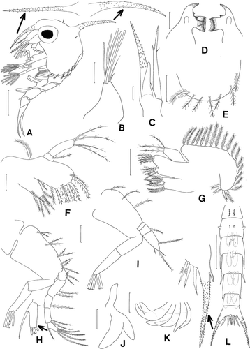 Figure 2.  Scyra acutifrons, second zoeal stage. A, lateral view; B, antennule; C, antenna; D, mandibles; E, lateral expansion of carapace; F, maxillule; G, maxilla; H, first maxilliped; I, second maxilliped; J, third maxilliped; K, chela and pereopods; L, dorsal view of abdomen and telson. Scale bars=0.5 mm (A, L), 0.25 mm (E, K), 0.1 mm (B–D, G–J) and 0.05 mm (F).