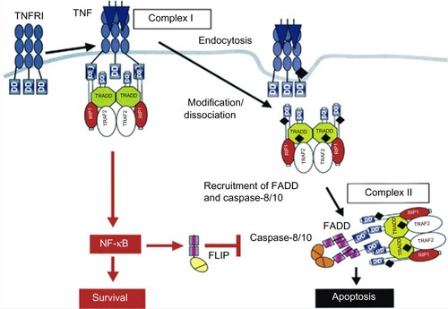 Figure 1 Signaling pathways of the cytokine TNF-α.
