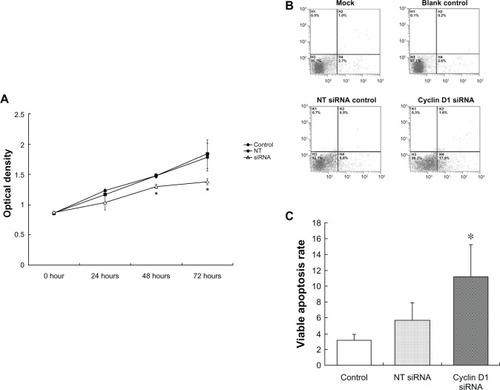 Figure 4 Cell viability, apoptosis induced by cyclin D1 silence.