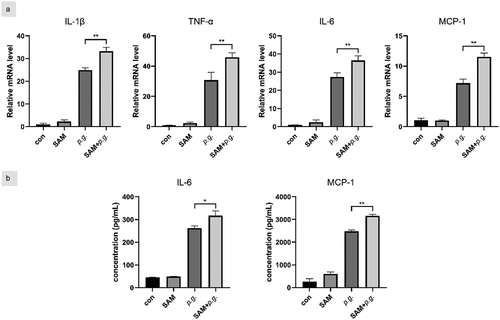 Figure 5.  SAM synergistically promotes P. gingivalis-induced inflammation in hGFs.
