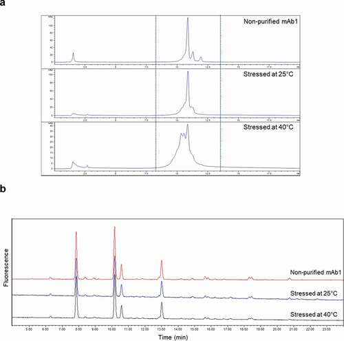 Figure 5. Comparison of WCX chromatograms (a) and glycan profiles (b) among non-purified mAb1 and degraded mAb1 stressed at 25℃ or 40℃ for 3 months and spiked in and purified from serum