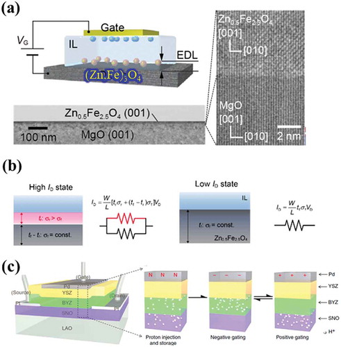 Figure 11. (a) EDLT devices composed of (Fe,Zn)3O4 channel and TEM image for their interface [Citation44]. (b) Schematic cross-sectional image of the conduction channel. (c) Layout of the solid-state proton SmNiO3 transistor, where SmNiO3 serves as the channel layer, yttrium-doped barium zirconate (BYZ) as proton reservoir, (yttria-stabilized zirconia) YSZ as gate insulator, Pd as gate electrode as well as H2 dissociation catalyst [Citation17]. Reproduced with permissions from Ref. [44] © John Wiley and Sons 2014, Ref. [17] © Springer Nature 2014.