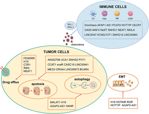 Figure 1 LncRNAs drug resistance mechanisms.