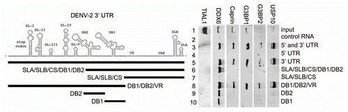 Figure 7 DDX6, Caprin1, G3BP1, G3BP2 and USP10 bind to different sequences in the 3′ UTR of DENV-2. Interaction sites for DDX6, Caprin1, G3BP1, G3BP2 and USP10 were determined using the RNA affinity chromatography method. Deletion mutants were generated similarly to those described in Figure 5. The left part illustrates the secondary structures present in the DENV-2 3′ UTR based on structural studies and Mfold secondary structure prediction.Citation11,Citation60,Citation61 The deletion mutations used to map 3′ UTR interaction sites are illustrated by black lines under the predicted secondary structures. T7 transcripts were purified, heated to 95°C, cooled and bound to tobramycin-sepharose beads. RNA-bound beads were incubated with cell lysate followed by washing and elution prior to analysis by western blotting for TIAL1 (negative control), DDX6 (positive control), Caprin1, G3BP1, G3BP2 and USP10.