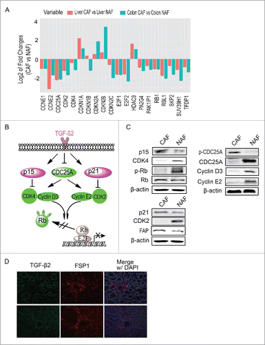 Figure 3. TGF-β signaling regulates G1/S checkpoint in CAFs. (A) The analysis of cell cycle regulation pathway. Proteins of which expression changed more than 2 folds and involved in cell cycle regulation were presented (B) The possible pathway regulating G1/S checkpoint. (C) Verification of the possible pathway regulating G1/S checkpoint. (D) The expression of TGF-β2 in colon cancer tissue. FSP1 is a marker of CAF.