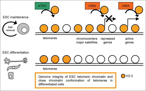 Figure 5. A schematic representation of H3.3 distribution in pluripotent and differentiated cells, with the most relevant functions described.