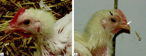 Figure 2.  Clinical signs of aMPV-infected broilers at 9 d.p.i. 2a: Control broiler. 2b: aMPV subtype-B-inoculated broiler showing swelling of periorbital sinuses and the area around the eye (black arrow) and clear nasal exudate (white arrow). These clinical signs were also observed in aMPV subtype-A-inoculated birds (data not shown).