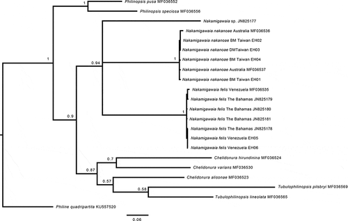 Figure 2. Bayesian phylogeny of Aglajidae species with a focus on the genus Nakamigawaia, based on the mitochondrial Cytochrome c oxidase subunit I (COI) gene. Numbers on branches are posterior probabilities. Tree rooted with Philine quadripartita. BM = black morph. DM = white dotted morph.