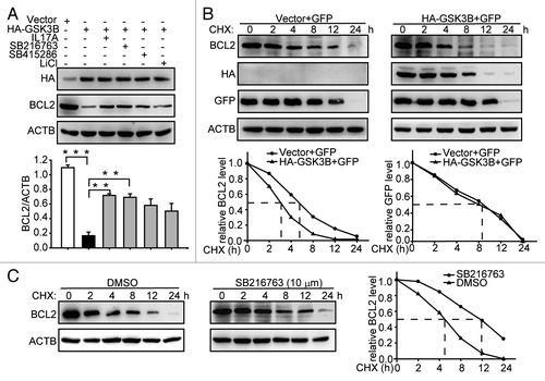 Figure 3. GSK3B promotes degradation of BCL2. (A) IL17A and GSK3B inhibitors reduce the degradation of BCL2. After transfecting with HA-GSK3B expression plasmids for 24 h, cells were incubated with IL17A (30 ng/ml), SB216763 (10 μM), SB415286 (50 μM), or LiCl (30 mM) for 2 h. Then cell lysates were detected by western blotting with anti-HA antibody and anti-BCL2 antibody. (B) Overexpression of GSK3B promotes degradation of BCL2. After transfecting with HA-GSK3B plasmids for 24 h, cells were incubated with CHX for the indicated times. The cells were also transfected with an identical amount of pEGFP-N1 plasmids to monitor the transfection efficiency. Cell lysates were extracted for immunoblotting. (C) SB216763 delays the BCL2 degradation. Cells were incubated with SB216763 for 2 h before CHX addition. Then cell lysates were extracted for immunoblotting. Data are presented as the mean ± SE (n = 4). **p < 0.01; ***p < 0.001.