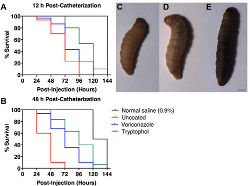 Figure 6 S. apiospermum infected rat sera from TOH-coated catheter extended G. mellonella lifespan. Data represented percentages of survival of G. mellonella larvae treated with S. apiospermum infected rat sera after (A) 12 h post-injection and (B) 48 h post-injection. A percentage of survival in each condition was also compared to normal saline (0.9%). (C) G. mellonella larvae showed melanized in 1–2 h post-injection. (D) Melanization of G. mellonella larvae cuticle was darker and (E) completely black near the time of death. Scare bar = 1 mm. Lifespan was analyzed using Kaplan–Meier analysis and p - values were calculated using Log-rank test. Statistical details of lifespan are summarized in Table 2.
