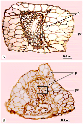 Figure 5. Arthrocnemum franzii, perianth shape in cross-section (taken from the holotype specimen). (A) Trapezoid perianth in the central flower. (B) Conic perianth in both lateral flowers. Abbreviations: p – perianth, pe – pericarp.