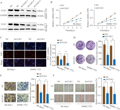 Figure 3 Knockdown of CLK3 inhibits HCC cell proliferation, migration and invasion. (A) HCC cells SMMC-7721 or SK-hep-1 were transfected with negative control (NC) or different shRNAs targeting CLK3. The knockdown efficiency was evaluated by Western blot 48 hrs later. (B) Effects of CLK3 knockdown on cell proliferation were determined by CCK-8 cell proliferation assays in SK-Hep-1 or SMMC-7721 cells. Data were represented as the means ± SD. (C) DNA synthesis in HCC cells SMMC-7721 or SK-hep-1 was measured using the EdU incorporation assay. (D) Effects of CLK3 knockdown on cell proliferation were determined by colony formation assay. (E) Transwell assays were performed to evaluate the effect of CLK3 knockdown on cell invasion capability. Cells were counted under a microscope in five randomly selected fields. (F) Wound-healing assays were performed to evaluate the effect of CLK3 knockdown on cell migration. *p < 0.05, **p < 0.01.