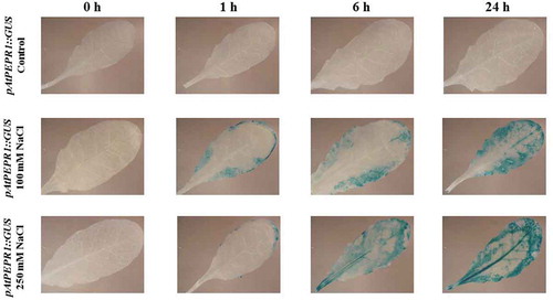 Figure 12. Patterns of GUS staining in leaves of Arabidopsis carrying pAtPEPR1::GUS reporter construct, treated with 100 mM and 250 mM NaCl. 0 h: 0 time point; 1 h: one hour after treatment; 6 h: six hours after treatment; 24 h: 24 hours after treatment.