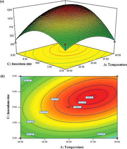 Figure 3. Response surface (a) and contour (b) plots showing the interactive effect of A: temperature and C: inoculum size on the activity of β-glucosidase.
