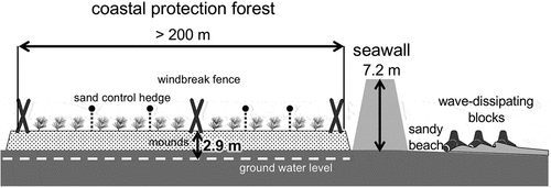 Figure 2. Schematic drawings of seawall and coastal protection forest reconstructed after the GEJE. Drawings are modified from Mabuchi, Yamanouchi, and Kurosawa (Citation2021).