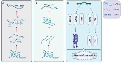 Figure 2 Signaling pathways that describe the process of inflammation regulation by the lncRNA–miRNA–mRNA axis. (A) LncRNAs have ‘sponging-like effects’ on miRNAs directly and target mRNAs. (B) Some lncRNAs can bind to mRNAs that compete with miRNAs directly. (C) LncRNAs can regulate inflammation through the NF‐κB, AKT, and MEK pathways. Created with Biorender.com.