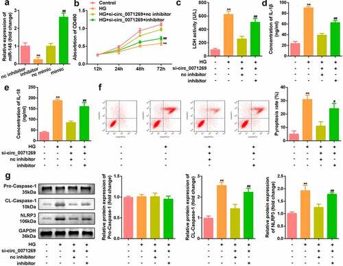 Figure 4. miR-145 restores the inhibitory effect of circ_0071269 on the progression of H9c2. a: The level of miR-145 in H9c2 cells treated with miR-145 inhibitor and miR-145 mimic was measured by qRT-PCR. b: Cell viability detected by CCK-8 assay was suppressed in glucose-stimulated H9c2 cells co-transfected with miR-145 inhibitor and si-circ_0071269. c: The LDH content of H9c2 cells induced by high glucose, which inhibited miR-145 and knocked down circ_0071269, was detected using an LDH kit. d-e: Detection of IL-1β and IL-18 content in H9c2 cells induced by high glucose that inhibited miR-145 and knocked down circ_0071269 were determined using an ELISA kit. F: Flow cytometry detection inhibited miR-145 and knocked down circ_0071269’s high glucose-induced apoptosis rate in H9c2 cells. g: The protein expression levels of NLRP3 and caspase-1 in H9c2 cells induced by high glucose, which inhibited miR-145, while knocking down circ_0071269, were detected by Western blotting. All experimental results were obtained by repeating three times. *P < 0.05, **P < 0.01, ***P < 0.001; #P < 0.05, ##P < 0.01, ###P < 0.001.