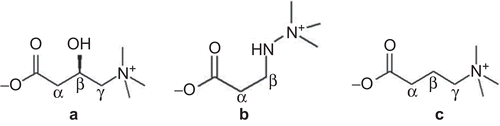 Figure 1.  Chemical structures of L-carnitine (a), mildronate (3-(2,2,2-trimethylhydrazinium) propionate) (b), and γ-butyrobetaine (GBB) (c).