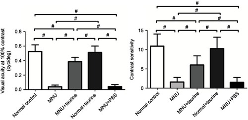 Figure 4 The visual acuity and contrast sensitivity in the N-methyl-N-nitrosourea (MNU) group were significantly smaller than those in the group. Mice in the MNU+taurine group responded better to the raster stimulus compared with the MNU group. The visual acuity and contrast sensitivity in the MNU+taurine group were significantly larger than those in the MNU group, indicating that the taurine treatment conferred beneficial effects on the optokinetic performance of MNU-administered mice (ANOVA analysis followed by Bonferroni’s post-hoc analysis was performed, #P<0.01, for differences between groups; n=10).
