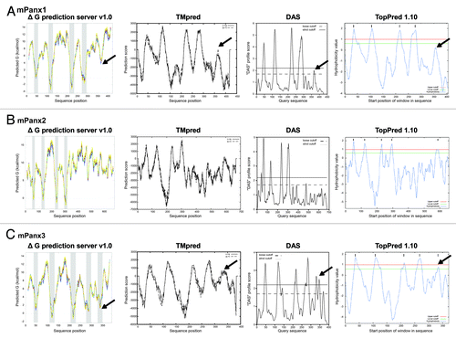 Figure 1. Output of transmembrane (TM) domain prediction servers. Results of mPanx1 (A), mPanx2 (B), and mPanx3 (C) TM prediction of the following programs are displayed: ΔG prediction server v1.0, TMpred program, Dense Alignment Surface (DAS), and TopPred. The potential membrane interacting region of mPanx1 and mPanx3 is indicated with black arrows.