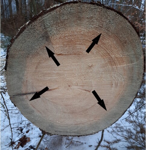 Figure 1. Cross-section of a Norway spruce (group No. 3) were the sapwood was completely blue-stained at the time of felling.