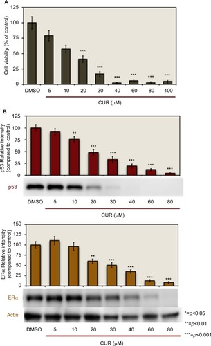 Figure 1 Concentration-dependent effects of CUR: curcumin decreases T-47D cell viability and downregulates p53 and ERα protein expression.