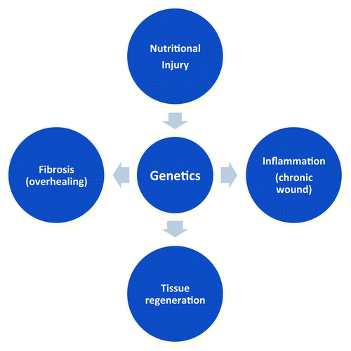 Figure 4. Nutritional injury and genetics in adipose tissue pathology. Nutritional injury, such as high-fat diet, unravels genetic predispositions of individuals. Adipose tissues can maintain healthy tissue function through physiological tissue regeneration in response to nutritional injury; however, in certain individuals, adipose tissues are genetically predisposed to fibrosis (overhealing) or inflammation (chronic wound).