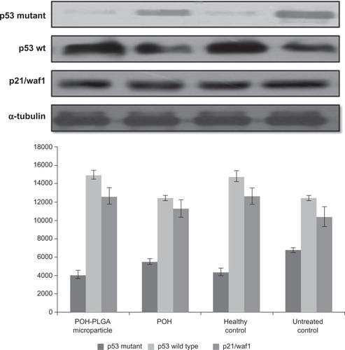 Figure 9 Effect of different POH-bearing formulations on the expression of different apoptosis-regulating molecules in treated animals.Notes: Skin papilloma cell lysates were prepared as described in the Materials and methods section. Cell lysate was resolved and analyzed using SDS-PAGE. To ensure equal loading, membranes were re-probed for the presence of tubulin, a housekeeping protein, using α-tubulin antibody.Abbreviations: PLGA, poly-lactic glycolic acid; POH, perillyl alcohol.