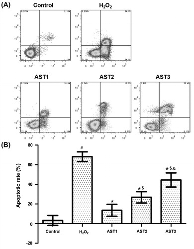 Figure 5. Effect of AST on the apoptotic rate of ARPE-19 cells induced by H2O2. (a) Flow cytometry analysis of ARPE-19 cells in each group. (b) Quantification of apoptotic rate of each group. Note: Data are expressed as mean values with standard deviations (±SD). #, p < 0.05 compared with control; *, p < 0.05 compared with H2O2 model group; $, p < 0.05 compared with AST1 group; &, p < 0.05 compared with AST2 group.