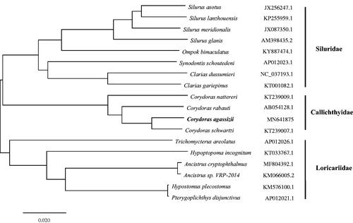 Figure 1. Neighbour-Joining phylogenetic tree based on the complete mitochondrial genome sequence. Note: the bold Latin name represents the species in this study. The codes followed the Latin names were GenBank accession numbers for each mitogenomes.