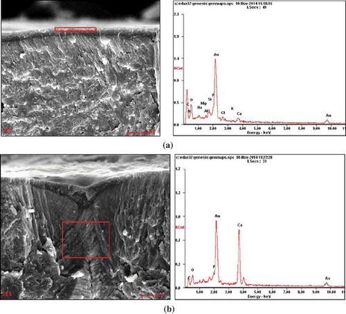 Figure 4. The energy spectrum of SPI-MMT coated eggs surface and eggshell pores.