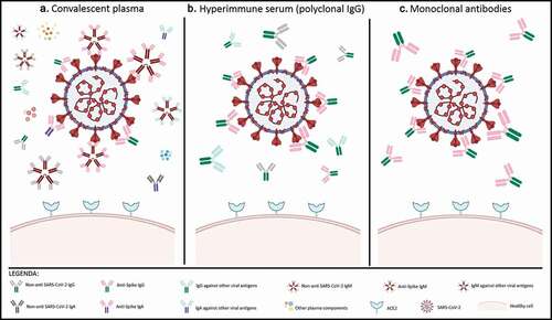 Figure 1. Characterization of antibody-based therapies for SARS-CoV-2