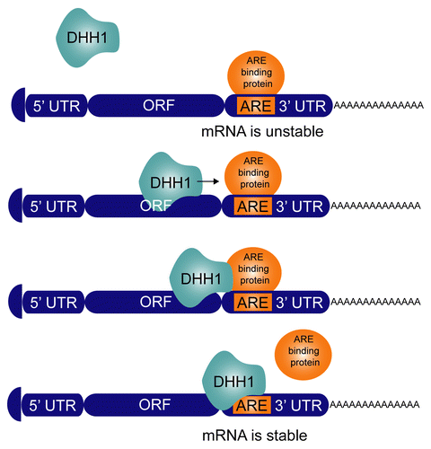 Figure 6. Model for DHH1 action. The fate of an mRNA depends on the binding of trans factors to cis-elements. In this case, ARE-binding proteins bind to AREs in the 3′UTR and result in a short half-life for the mRNA. RNA helicases, in particular DHH1, routinely disrupt these mRNP complexes to facilitate a dynamic interaction between the mRNA and regulatory factors in the cytoplasm. Increase in net DHH1 activity, either by overexpression or by expression of the dhh1 DEAD:DQAD mutant reduces or eliminates complex formation and in this case stabilizes the mRNA.