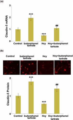 Figure 2. Effects of butorphanol tartrate on the expression of Claudin-5 in Hcy-treated mice brains. (a) mRNA level of Claudin-5 in the cortex; (b) Protein levels of Claudin-5 in the cortex were detected using immuno-fluorescent staining (***, P < 0.001 vs. Control group; ##, P < 0.01 vs. Hcy group).