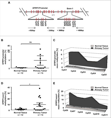 Figure 6. Methylation analysis of the SFRP3 gene showing hypermethylation of exon1 in NSCLC tissue samples. (A) Schematic image showing the location of 12 analyzed CpG duplets and positions of primer sets (-458 to -356 bp and +368 to +460 bp; 5′ to 3′) for SFRP3 promoter and exon1. +1: SFRP3 transcription start site. (B) to (E) Pyrosequencing analysis of primary tumor tissues (n = 15) and normal tissues (n = 12) demonstrates a significant increase of methylation in SFRP3 exon1 but not in SFRP3 promoter. Scatter plots illustrate mean methylation of each tissue sample analyzed for promoter and exon1. Area charts visualize mean methylation for each CpG of normal tissue and primary tumor tissue. Horizontal lines: grouped mean value. Vertical lines: SEM. ☆P < 0.05