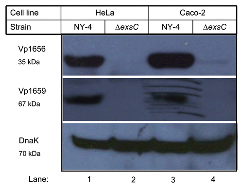Figure 1 ExsC is required for the synthesis of Vp1656 and Vp1659 upon V. parahaemolyticus infection of HeLa or Caco-2 cells. Wild-type (NY-4) (lanes 1 and 3) and ΔexsC (lanes 2 and 4) strains were used to infect HeLa (Lanes 1 and 2) and Caco-2 (lanes 3 and 4) cells for 4 h. The whole-cell lysates of the infected samples were probed with polyclonal antibody against Vp1656 (upper), Vp1659 (middle) and for the DNA loading control DnaK (lower).