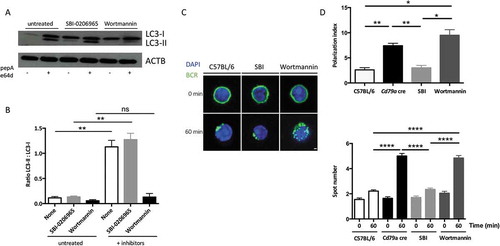 Figure 2. BCR clustering depends on PtdIns3K activity. (a) Immunoblot showing LC3 expression in purified B cells isolated from C57BL/6 mice at steady state or after treatment with the ULK1 inhibitor SBI-0206965, or wortmannin for 3 h. Lysosomal protease inhibitors pepstatin A and E64d were added (+) or not (-) for 4 additional hours in the culture to monitor autophagic flux. ACTB staining was used as a loading control. (b) Histograms representing LC3-II:LC3-I staining intensity ratios in 4 independent experiments performed. Means are shown, and errors bars stand for SEM, **P < 0.01 Mann-Whitney U test, N = 4. (c) Representative images obtained for the analysis of BCR localization before and after 60 min stimulation with a soluble anti-mouse IgM in B cells isolated from C57BL/6 or CD79a cre mice, after treatment with the ULK1 inhibitor SBI-0206965, or wortmannin, for 3 h. Representative images taken with x100 objective are shown. (d) BCR polarization index and spot numbers after stimulation in conditions described in (b). The polarization index is the relative angle formed between the center of mass of the cell and the extremes of the staining distribution (Bars represent mean values per individual experiments ±SEM; ****P < 0.0001, **P < 0.01, *P < 0.05 Student test and Mann-Whitney U test. N = 100 and N = 5 respectively. Scale bar: 2 µm.