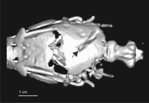 Figure 2.  3D VR CT image of the chicken skull viewed from the dorsal aspect, with the rostrum to the upper left of the image showing a linear defect with rounded rostral expansion matching the trough lug (arrow).