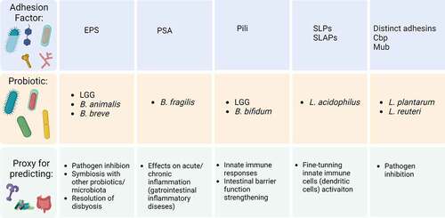 Figure 3. Key adhesion factors as potential proxy for a global probiotic function. Representation chart of some adhesion factors and potential application for global mechanisms with respective reference studies. First column: EPSs on LGG,Citation44–46 B. animalisCitation63 and B. breve.Citation67 Second column: PSA on B. fragilis.Citation47–50 Third column: Pili on B. bifidumCitation36,Citation93 and LGG.Citation37,Citation106,Citation108,Citation109 Fourth column: SLPs and SLAPs on L. acidophilus.Citation41–43,Citation115 Fifth column: distinct adhesins on L. plantarumCitation123,Citation141 and L. reuteri.Citation131 Abbreviations: EPS, exopolysaccharides; LGG, L. rhamnosus GG; PSA, polysaccharide A; SLPs, surface layer proteins; SLAPs, surface layer associated proteins; Cbp, collagen binding protein; Mub, mucus-binding protein. Created with BioRender.com